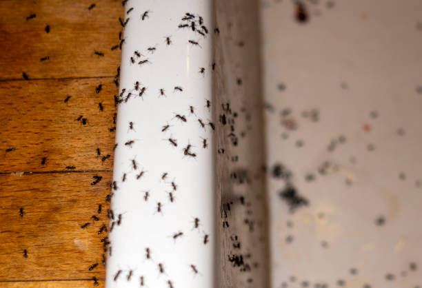 Best Termite Control Services  in Edmond, OK